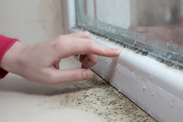 Best Mold Remediation for Vacation Homes  in Westland, MI
