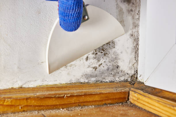 Best Water Damage & Mold Remediation  in Westland, MI